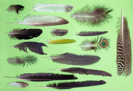 Collection feathers of birds isolated on green background .  Flat lay top viewの写真素材