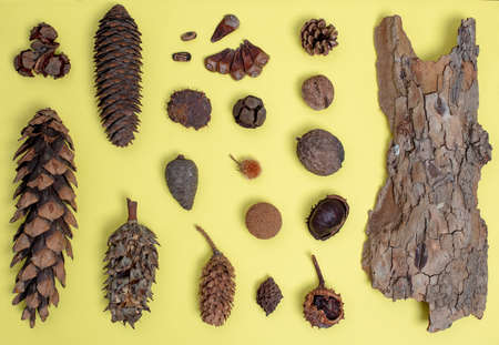 Autumn Still Life. Rowan berries, pine cones, bark and dried herbs on a light yellow surface. View...