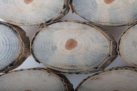 Wooden tree slices with annual rings and texture isolated on white. Circular background with an organic feel.の写真素材