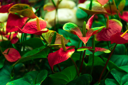 flower backgroundの写真素材