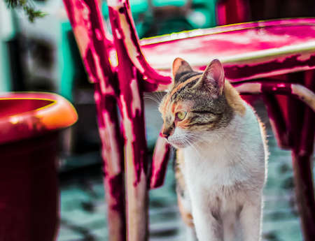 cat backgroundの写真素材