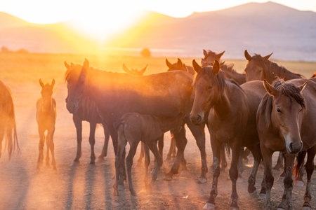 Herd of horses at sunset in the steppe of Mongolia.の写真素材