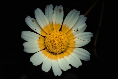 Look at daisy's body without backgroundの写真素材