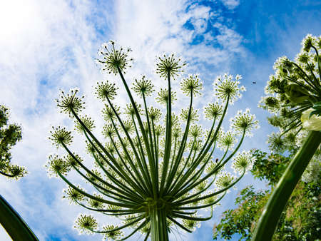 Flower of a herculean background skyの写真素材