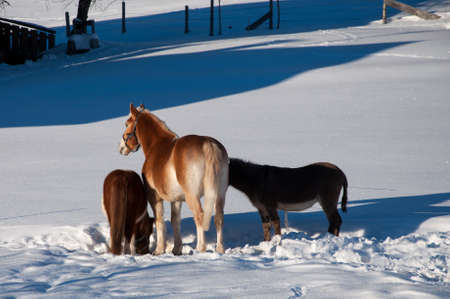 Horse Pony and donkey in the snow