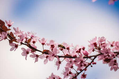 Branch with flowers and a bee of Japanese cherry blossom tree