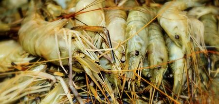 Sea fresh lobster at street market in Dhaka,Bangladesh. Seafood concept. Raw lobster for cooking,...
