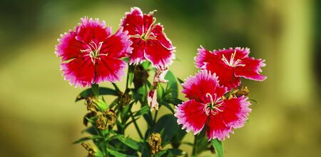 Fresh floral background with vibrant red and orange Chrysanthemum (Hardy Mums) flowers, vivid green...