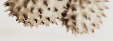 Coronavirus 2019-nCov novel coronavirus concept resposible for asian flu outbreak and coronaviruses influenza as dangerous flu strain cases as a pandemic. Microscope virus close up.の写真素材