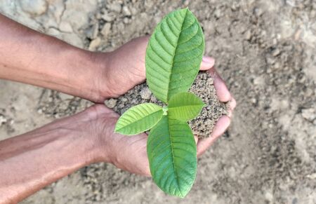 Seedlings are growing in the nursery .Top view hand holding plant on soil. Eco concept.の写真素材