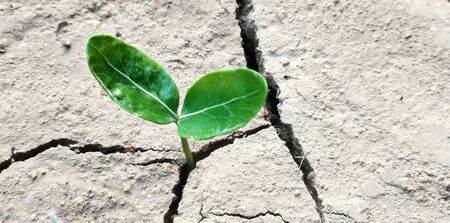 Seedling of green leaf plant sprouting from cracked mud . Little sprout on cracked clay .の写真素材