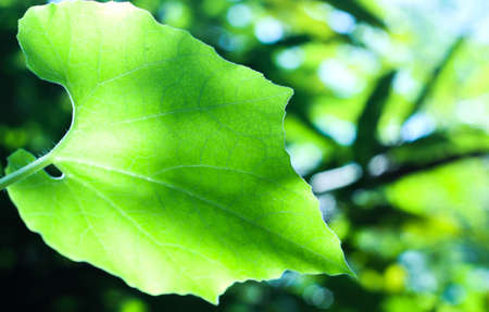 Green leaf border with copy space. Green leaf on blur nature background with morning light.