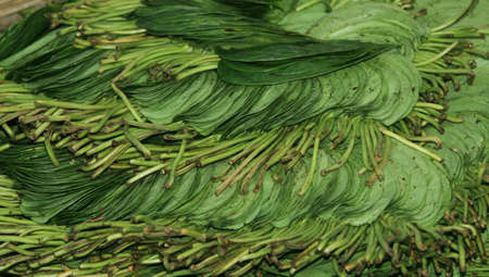 Heap of green banana.Banana market.Hand holding green banana for selling.
