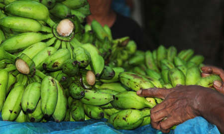 Heap of green banana.Banana market.Hand holding green banana for selling.の写真素材