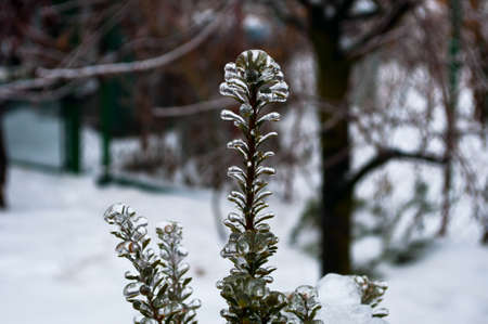 Nature in Winter