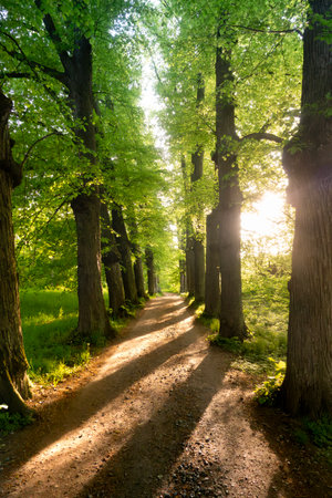 forest gravel path in the woods surrounded by lines of trees in the shape of an avenue at sunset with sunlight shining through between the tree trunksの写真素材