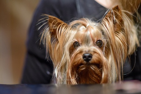 cute dog breed Yorkshire Terrier with pigtail on a blurred bright backgroundの写真素材