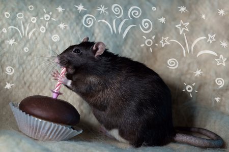 the rat celebrates his birthday and eats a cake with a candleの写真素材