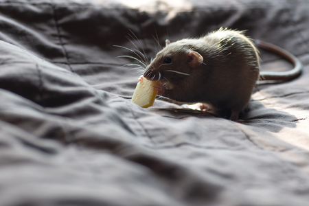 funny pet rat playing and eating cheese on blanketの写真素材