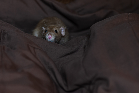 funny pet rat playing and eating cheese on blanketの写真素材