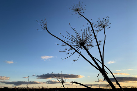 dry cow parsnip plant against the blue sky and sunの写真素材