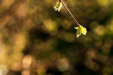 spring tree branch with green leaves on a blurred backgroundの写真素材
