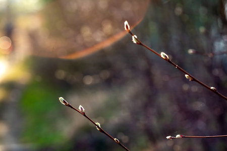 spring tree branch with green leaves on a blurred backgroundの写真素材