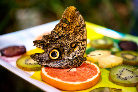 beautiful big butterfly sitting on bright fruits on blurred backgroundの写真素材