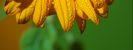 bright Sunny sunflower with dew drops on yellow petals on colored backgroundの写真素材