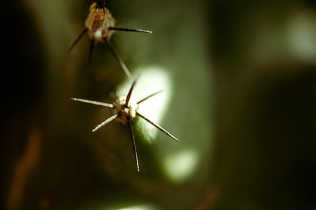 the thorns of a green cactus shot with a macro lens on blurred backgroundの写真素材
