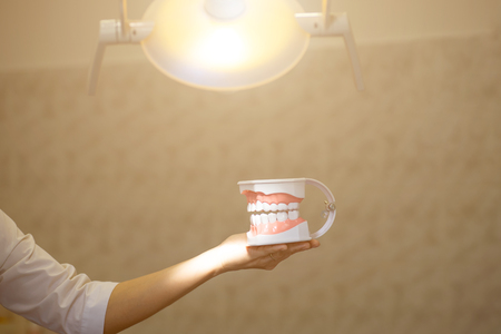 reception in the office of the dentist, the doctor shows the training jaw