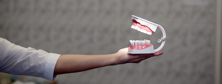 reception in the office of the dentist, the doctor shows the training jaw