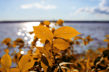 orange autumn carved tree leaves on the background of a beautiful sky with cloudsの写真素材