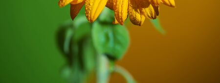 bright Sunny sunflower with dew drops on yellow petals on colored backgroundの写真素材