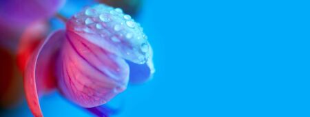 delicate pink Orchid with dew drops close up on blue background in neon light