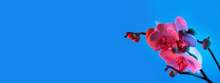 delicate pink Orchid with dew drops close up on blue background in neon lightの写真素材