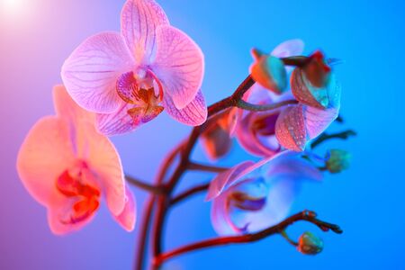 delicate pink Orchid with dew drops close up on blue background in neon lightの写真素材