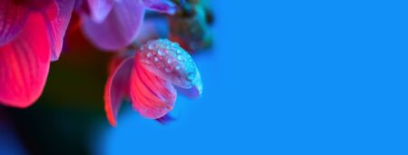 delicate pink Orchid with dew drops close up on blue background in neon light