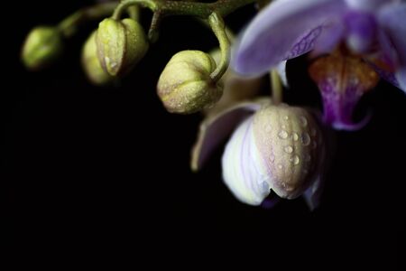 delicate pink Orchid with dew drops close up on dark background in neon lightの写真素材