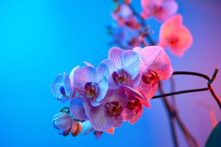 delicate pink Orchid with dew drops close up on blue background in neon lightの写真素材