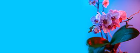 delicate pink Orchid with dew drops close up on blue background in neon lightの写真素材
