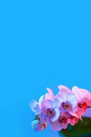 delicate pink Orchid with dew drops close up on blue background in neon lightの写真素材