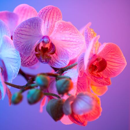 delicate pink Orchid with dew drops close up on blue background in neon lightの写真素材