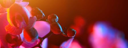 delicate pink Orchid with dew drops close up on blue background in neon lightの写真素材