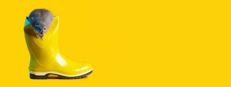 decorative rat in bright yellow rubber boot on blue background. Symbolizes the coming year of the...