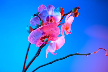 delicate pink Orchid with dew drops close up on blue background in neon lightの写真素材