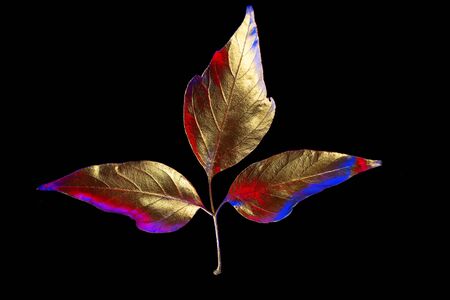 autumn composition of different Golden leaves on black backgroundの写真素材