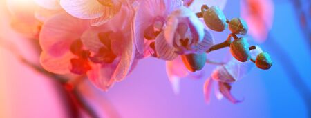 delicate pink Orchid with dew drops close up on blue background in neon lightの写真素材