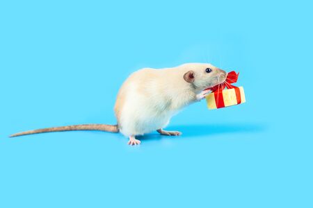 cute decorative rat with cheese gift and red bow on blue backgroundの写真素材