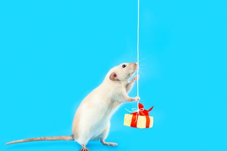 cute decorative rat with cheese gift and red bow on blue backgroundの写真素材